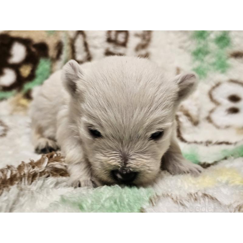 販売中の愛知県のウエストハイランドホワイトテリア(ウエスティ)-451679の7枚目