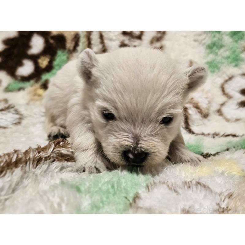 販売中の愛知県のウエストハイランドホワイトテリア(ウエスティ)-451679の6枚目