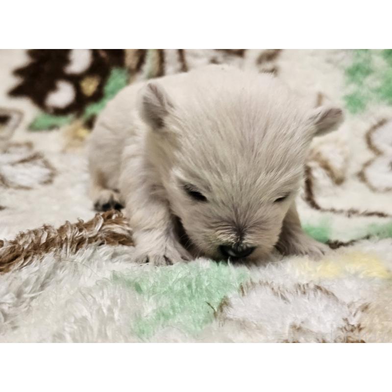 販売中の愛知県のウエストハイランドホワイトテリア(ウエスティ)-451679の5枚目