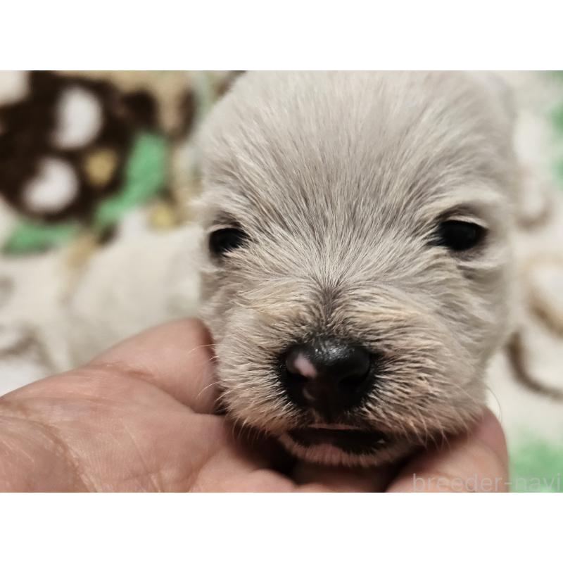 販売中の愛知県のウエストハイランドホワイトテリア(ウエスティ)-451679の4枚目