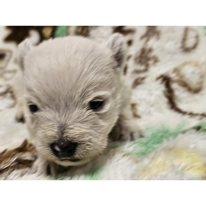 販売中の愛知県のウエストハイランドホワイトテリア(ウエスティ)-451679の3枚目