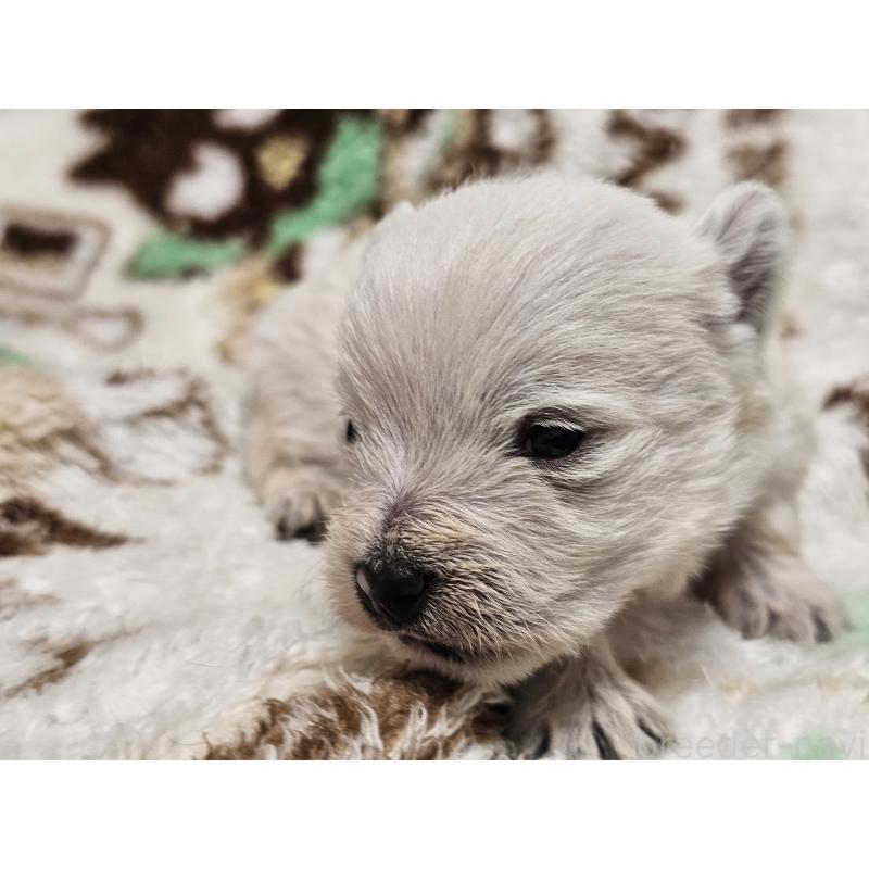 販売中の愛知県のウエストハイランドホワイトテリア(ウエスティ)-451679の2枚目