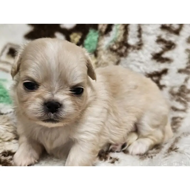 販売中の愛知県のミックス犬-451683の12枚目