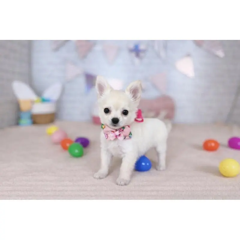 販売中の北海道のチワワ(ロングコート)-451680の4枚目