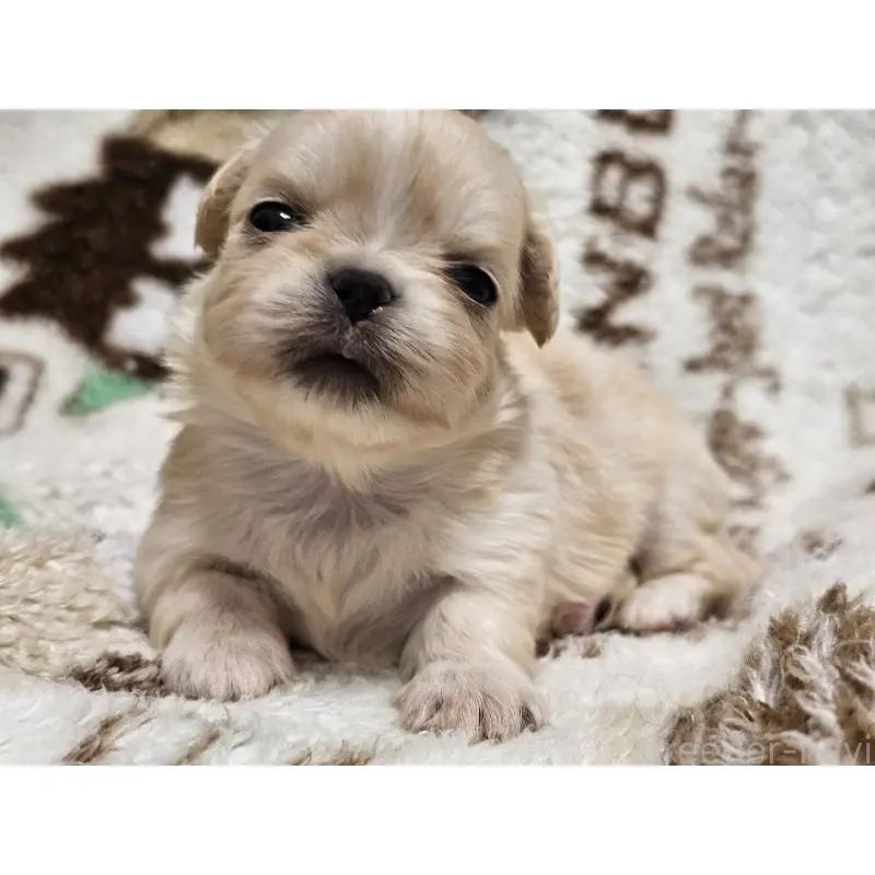 販売中の愛知県のミックス犬-451683の11枚目