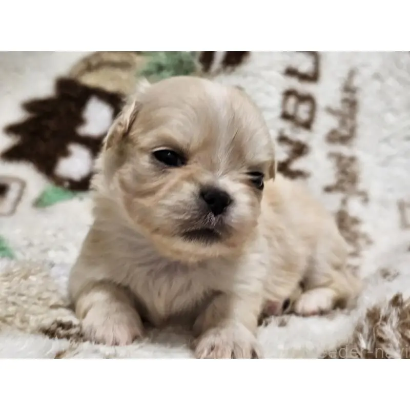 販売中の愛知県のミックス犬-451683の10枚目