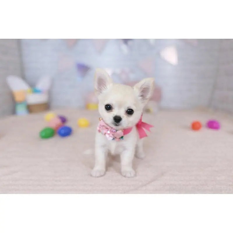 販売中の北海道のチワワ(ロングコート)-451680の3枚目