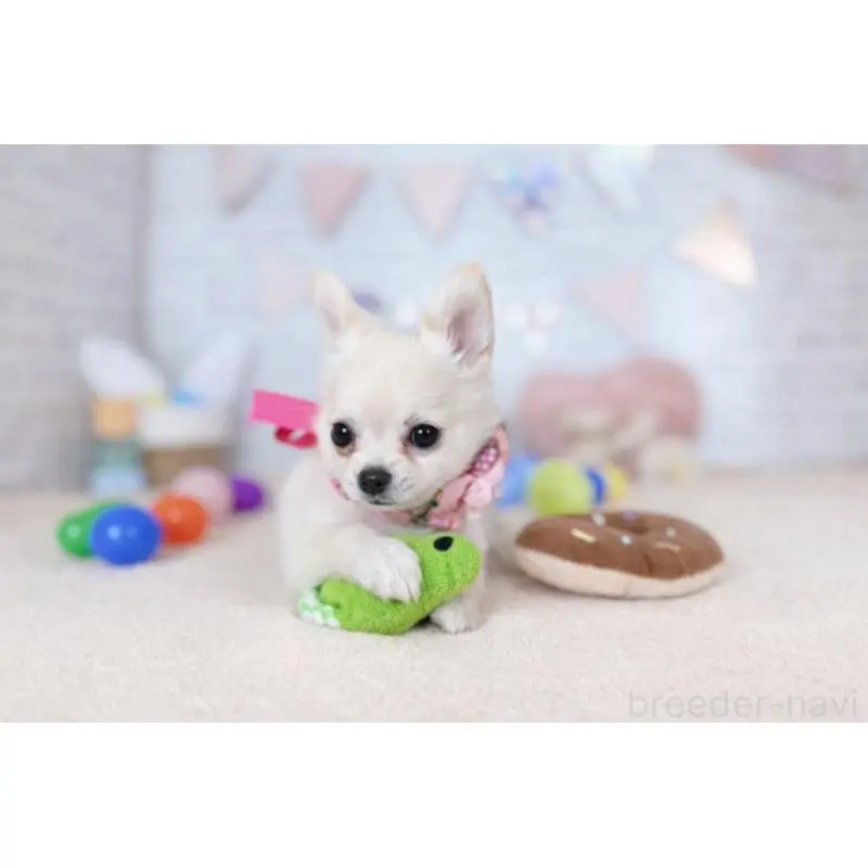 販売中の北海道のチワワ(ロングコート)-451680の2枚目