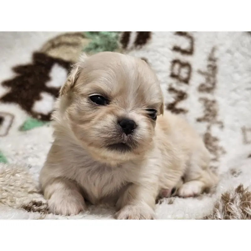 販売中の愛知県のミックス犬-451683の9枚目