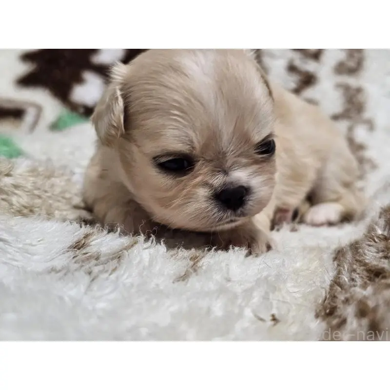 販売中の愛知県のミックス犬-451683の8枚目