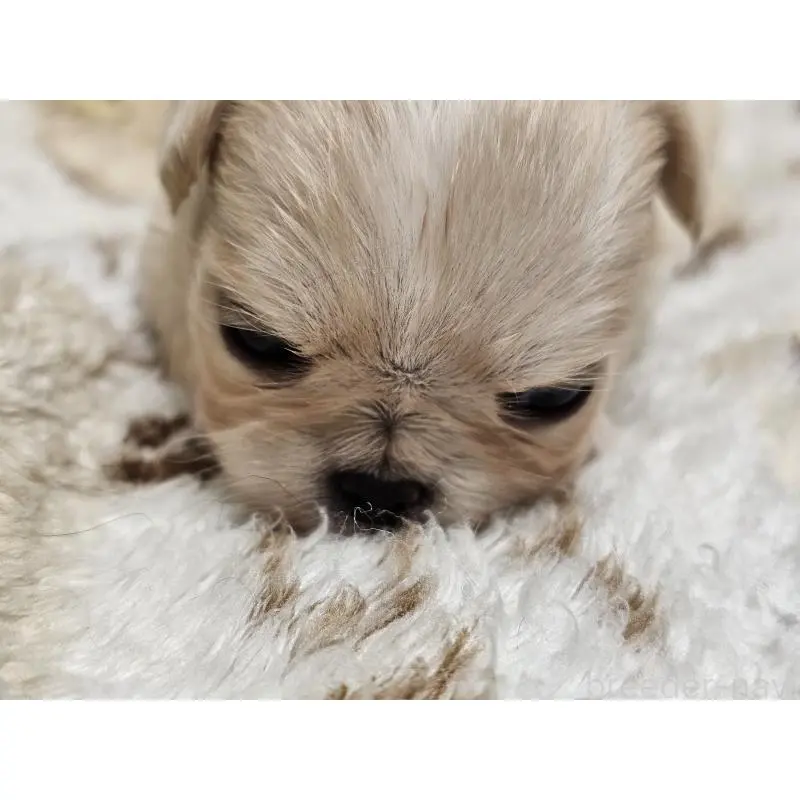 販売中の愛知県のミックス犬-451683の7枚目