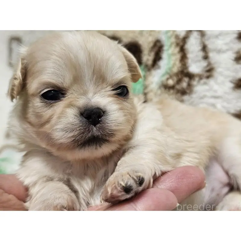 販売中の愛知県のミックス犬-451683の6枚目