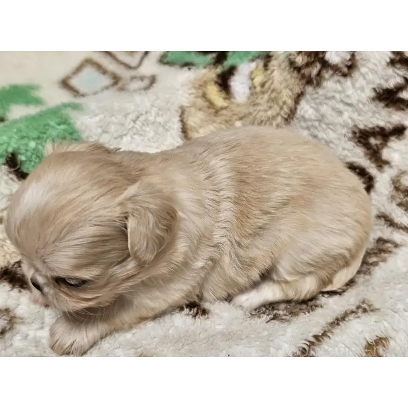 販売中の愛知県のミックス犬-451683の5枚目