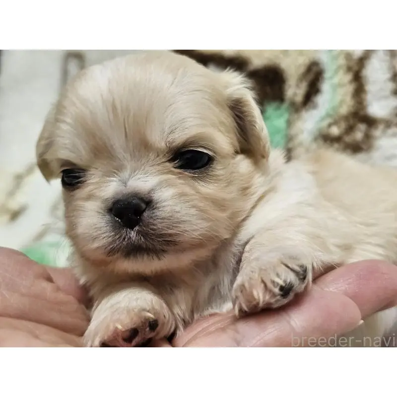 販売中の愛知県のミックス犬-451683の3枚目