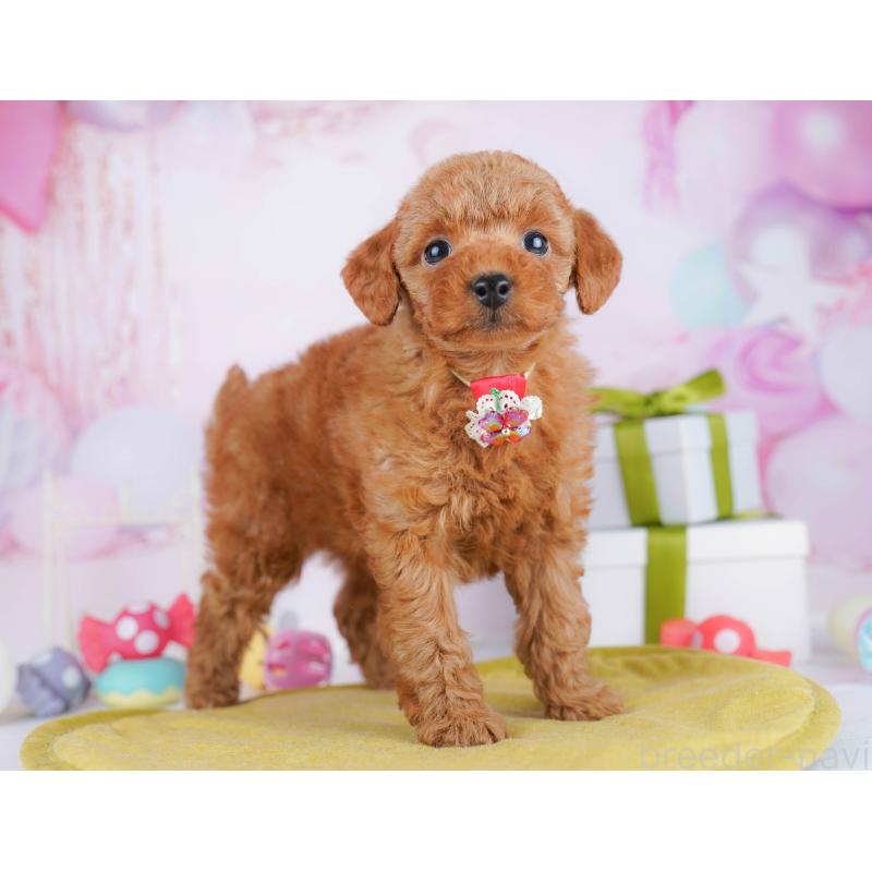 販売中の東京都のトイプードル-451685の6枚目