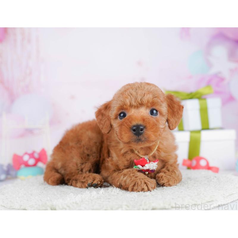 販売中の東京都のトイプードル-451685の5枚目