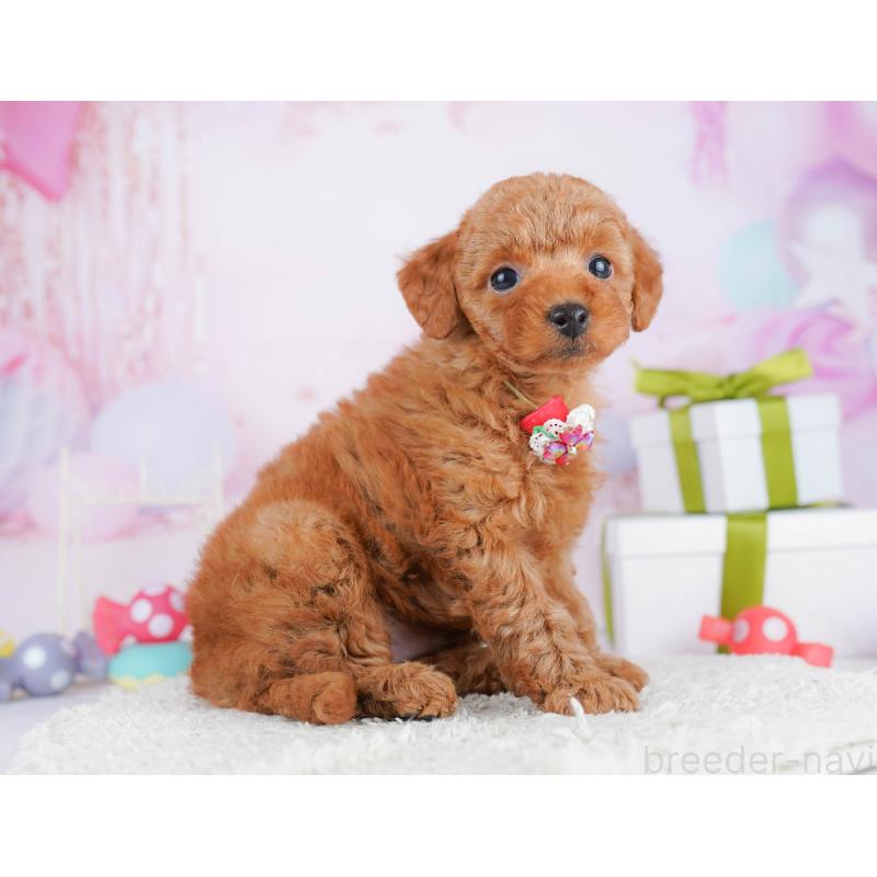 販売中の東京都のトイプードル-451685の4枚目