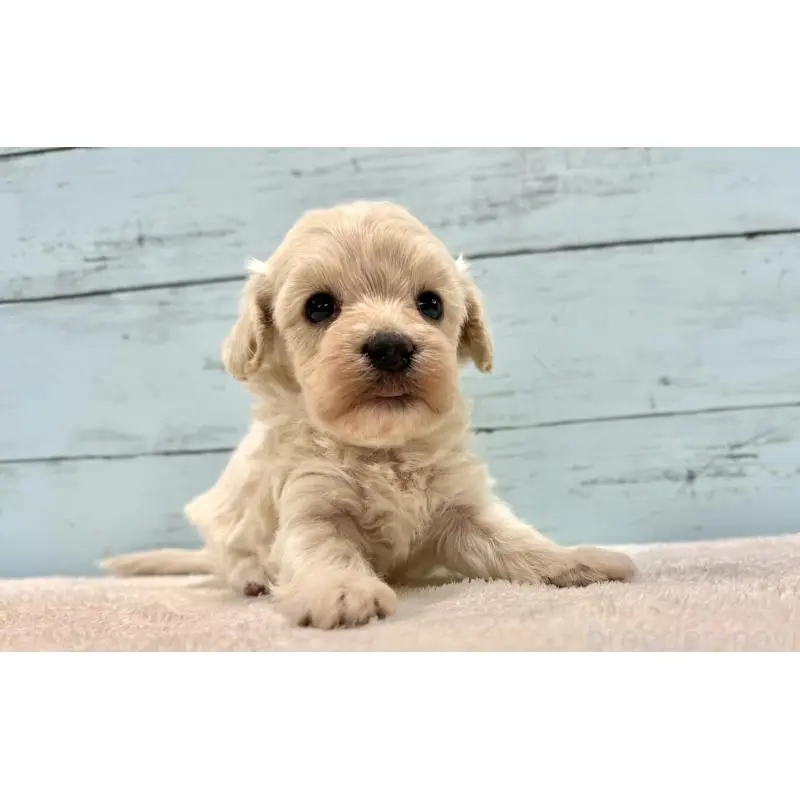 販売中の千葉県のマルプー:マルチーズ×トイプードル-451681の13枚目