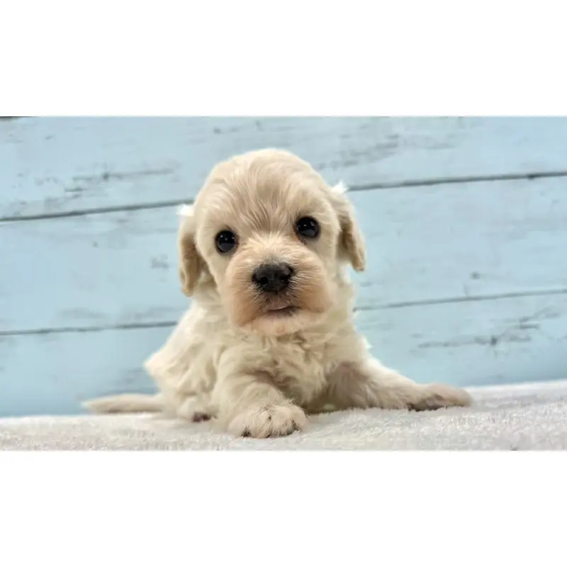 販売中の千葉県のマルプー:マルチーズ×トイプードル-451681の12枚目