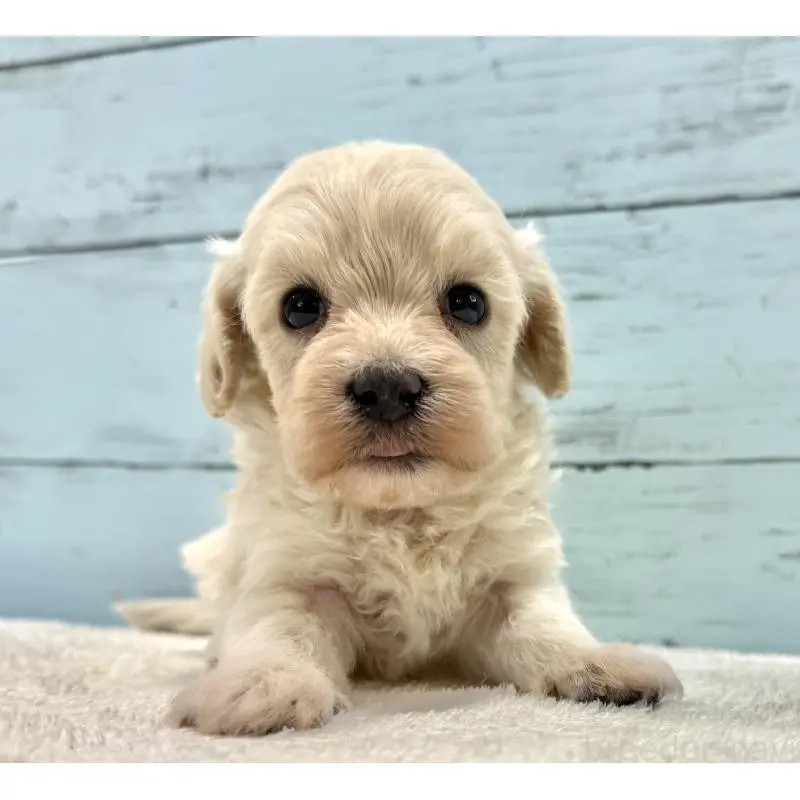 販売中の千葉県のマルプー:マルチーズ×トイプードル-451681の11枚目