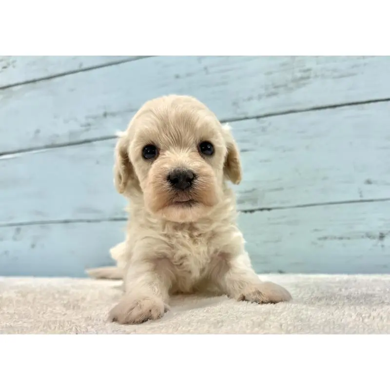 販売中の千葉県のマルプー:マルチーズ×トイプードル-451681の10枚目