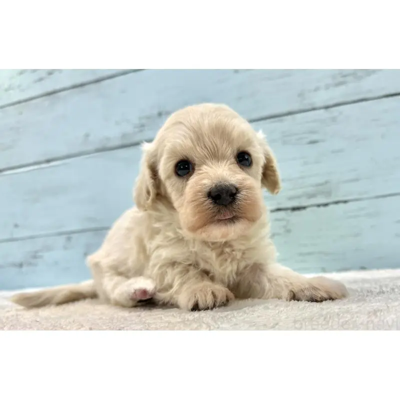 販売中の千葉県のマルプー:マルチーズ×トイプードル-451681の9枚目