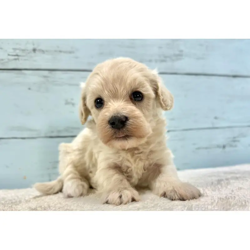 販売中の千葉県のマルプー:マルチーズ×トイプードル-451681の8枚目