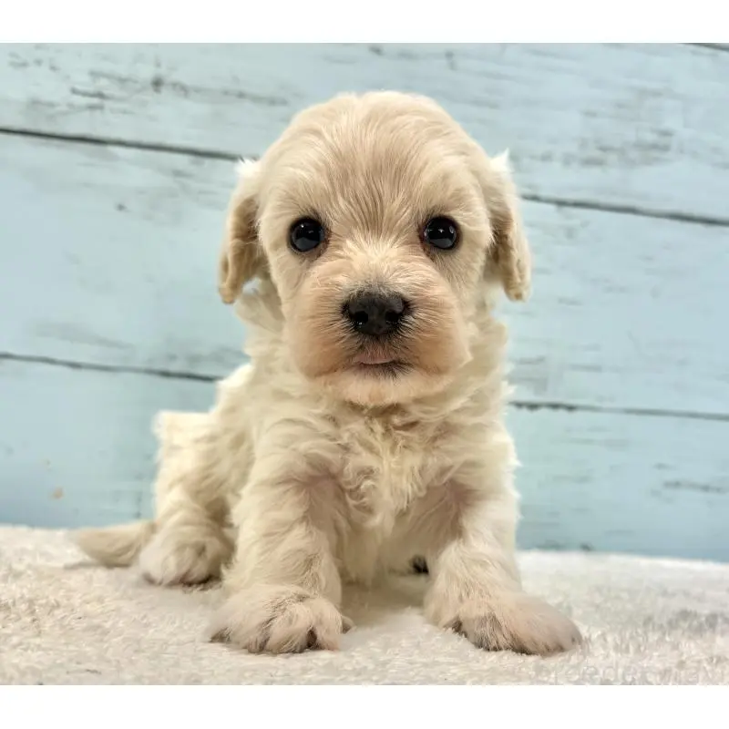 販売中の千葉県のマルプー:マルチーズ×トイプードル-451681の7枚目