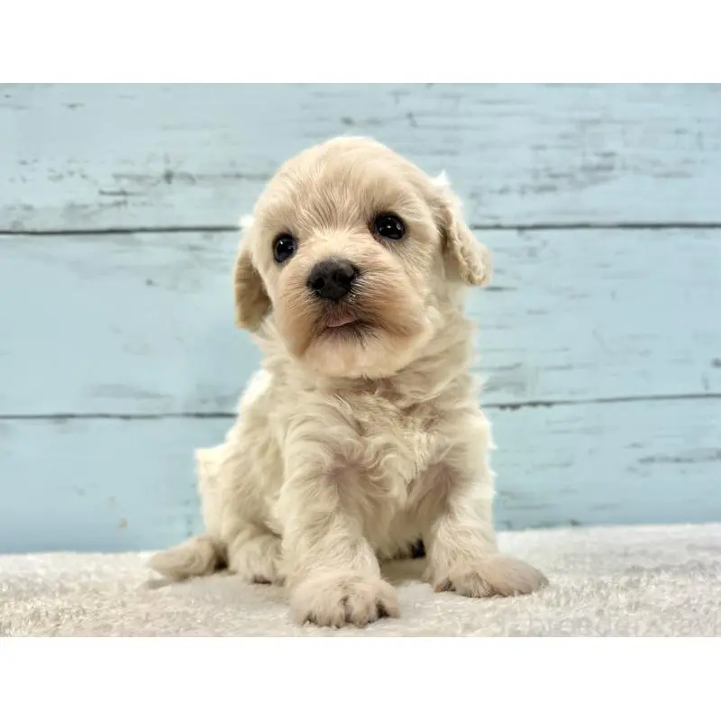 販売中の千葉県のマルプー:マルチーズ×トイプードル-451681の4枚目