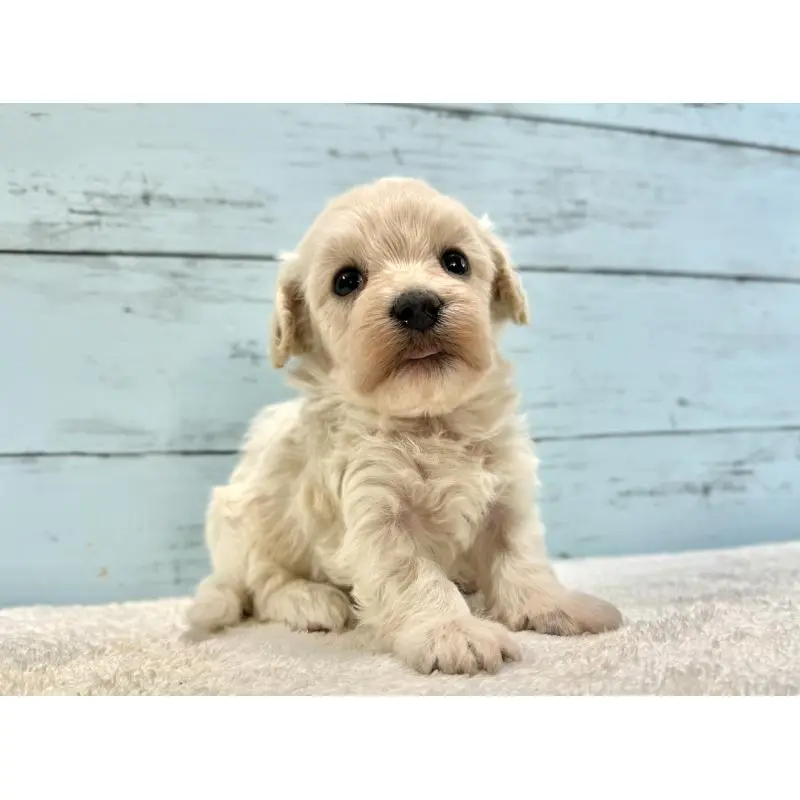 販売中の千葉県のマルプー:マルチーズ×トイプードル-451681の3枚目