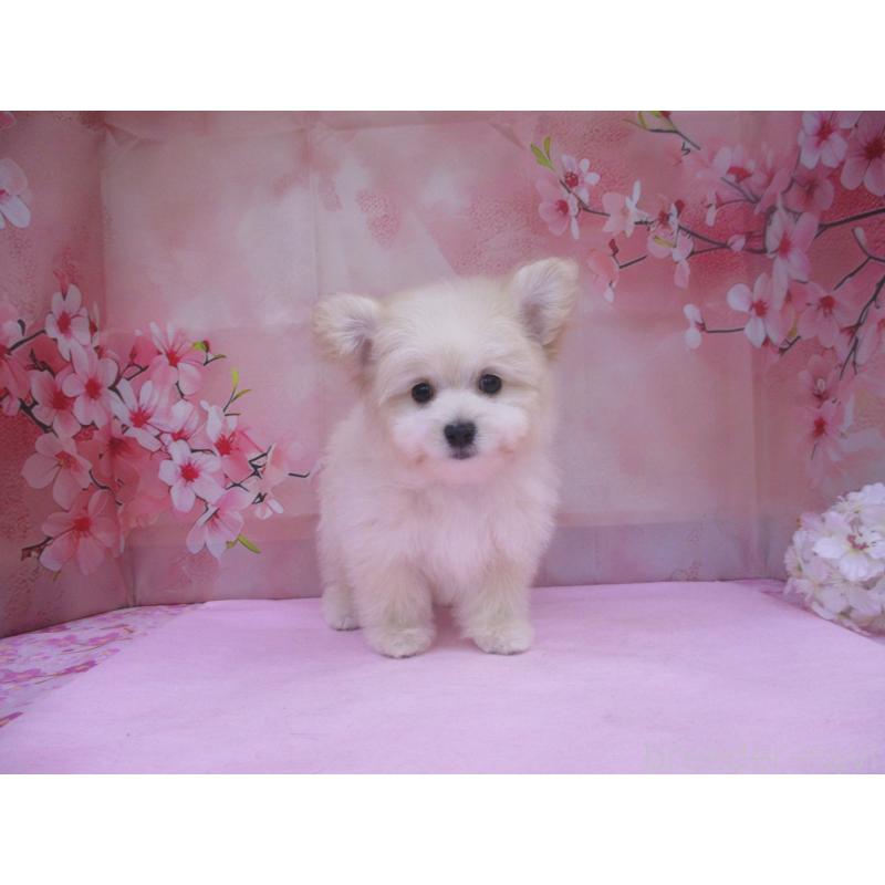 商談中の鳥取県のポメプー:ポメラニアン×トイプードル-446767の3枚目