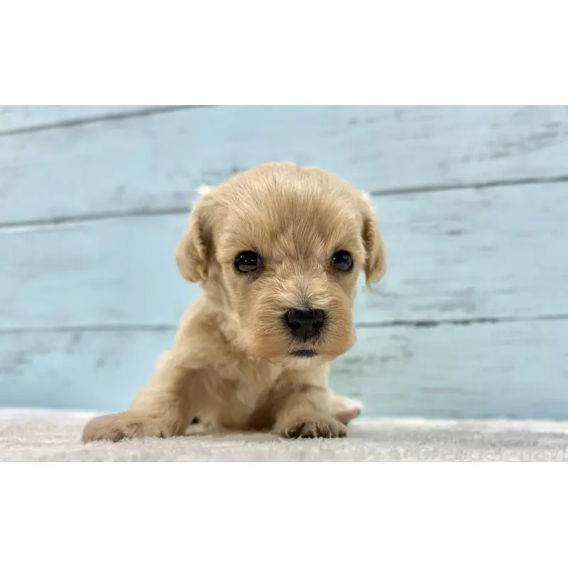 販売中の千葉県のマルプー:マルチーズ×トイプードル-451682の12枚目