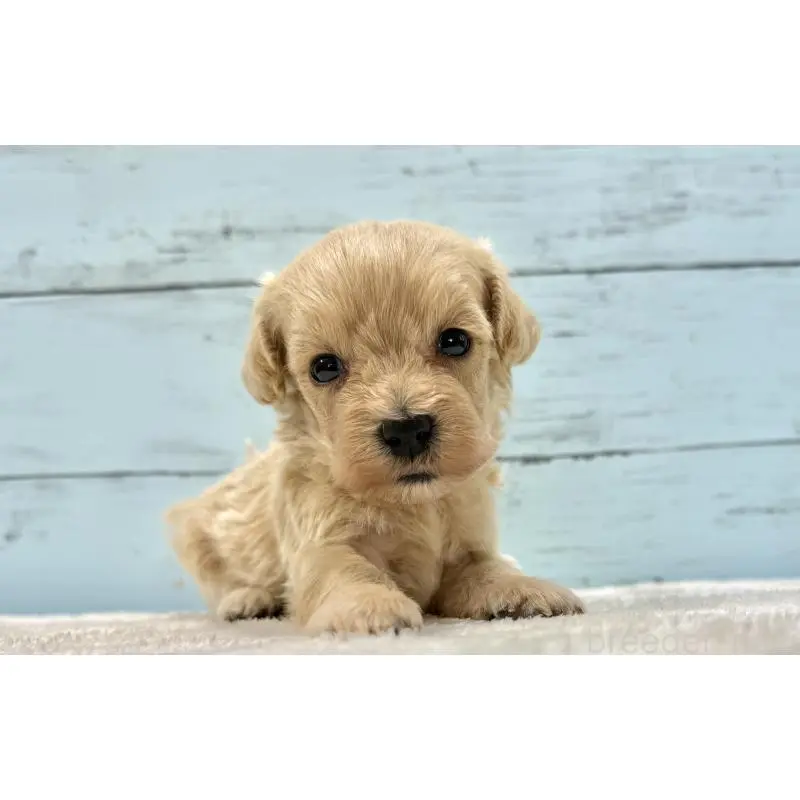 販売中の千葉県のマルプー:マルチーズ×トイプードル-451682の10枚目