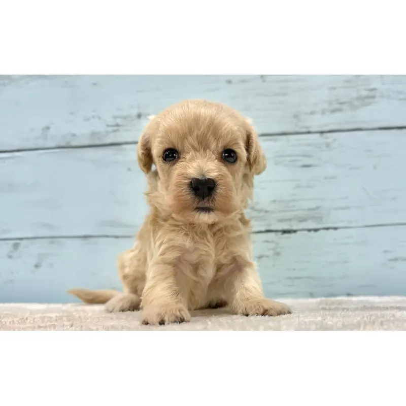 販売中の千葉県のマルプー:マルチーズ×トイプードル-451682の8枚目