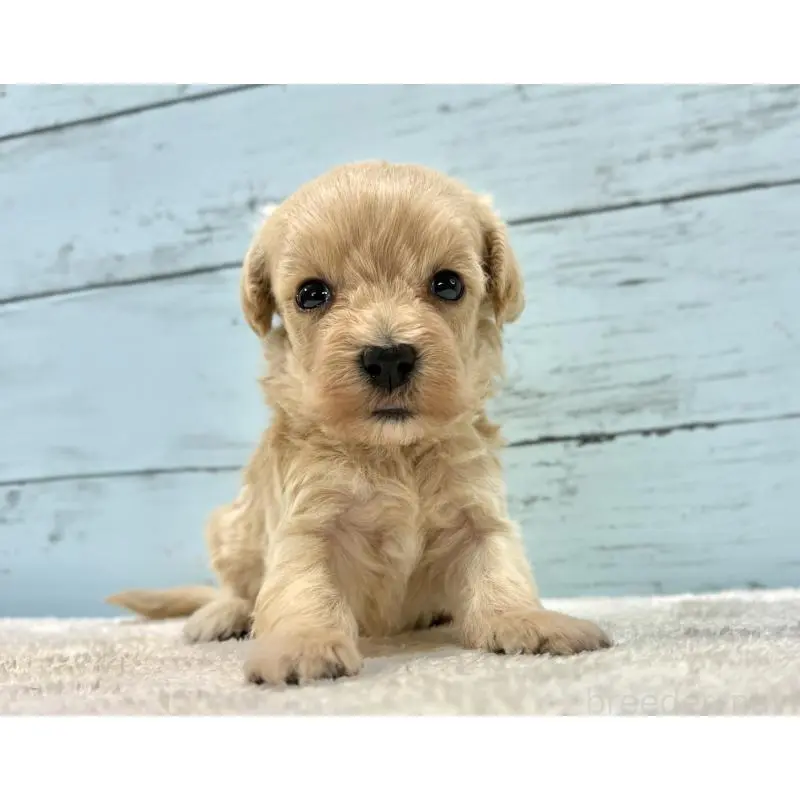 販売中の千葉県のマルプー:マルチーズ×トイプードル-451682の7枚目