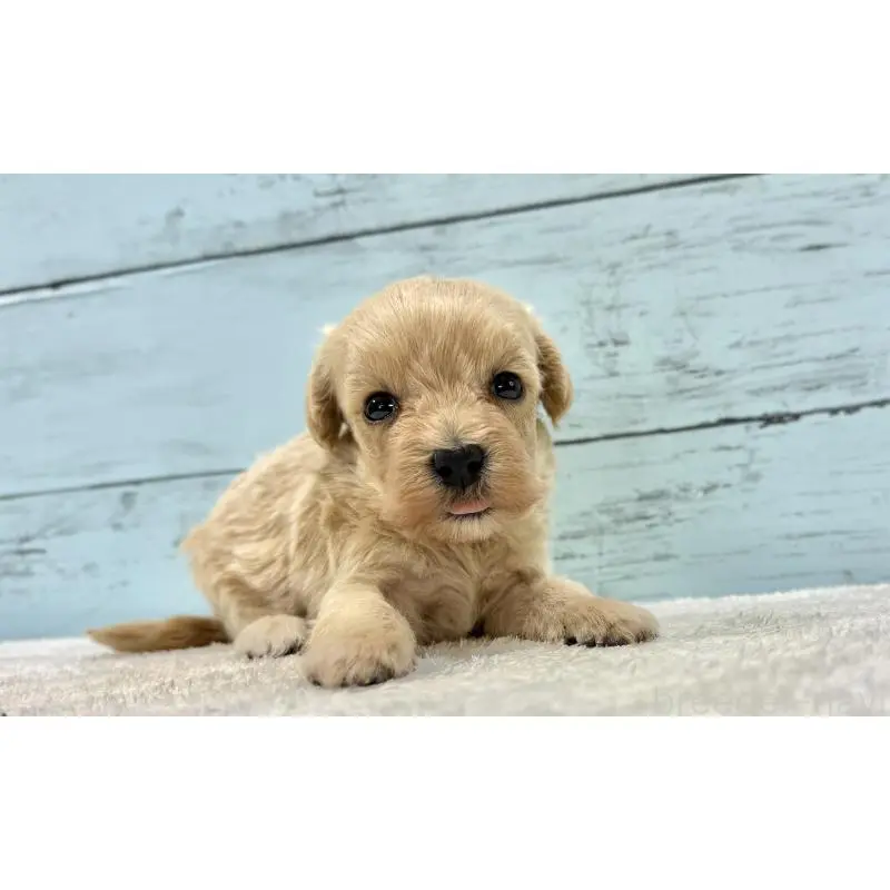 販売中の千葉県のマルプー:マルチーズ×トイプードル-451682の6枚目