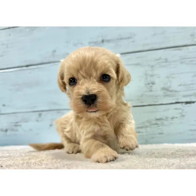 販売中の千葉県のマルプー:マルチーズ×トイプードル-451682の5枚目