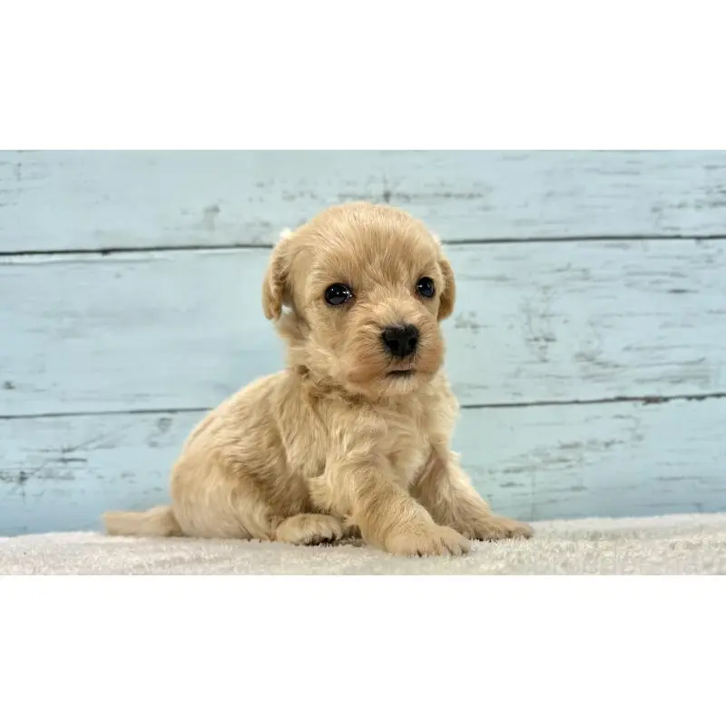 販売中の千葉県のマルプー:マルチーズ×トイプードル-451682の4枚目