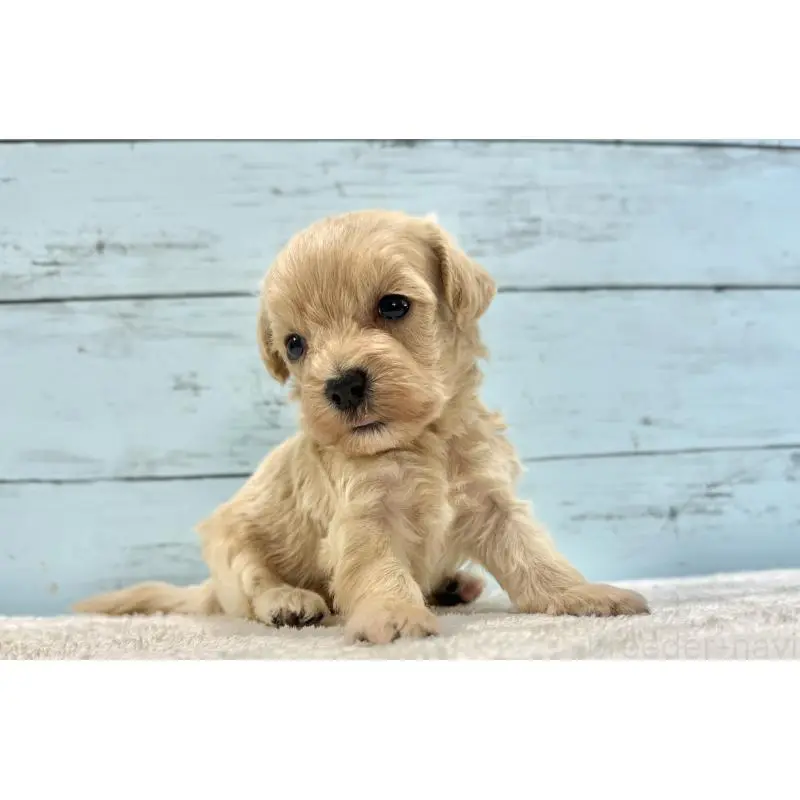 販売中の千葉県のマルプー:マルチーズ×トイプードル-451682の3枚目