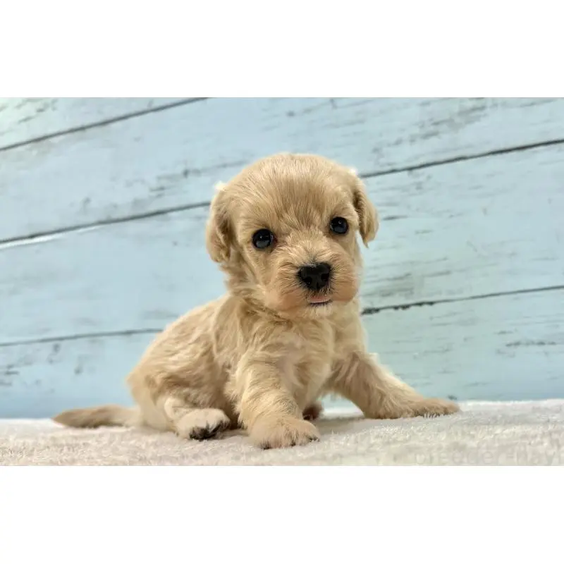 販売中の千葉県のマルプー:マルチーズ×トイプードル-451682の2枚目