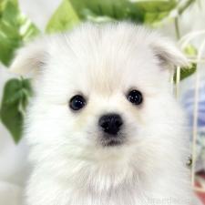 ♀︎ポメチワ:ポメラニアン×チワワ