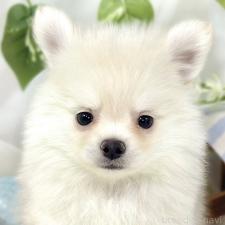 ♀︎ポメチワ:ポメラニアン×チワワ