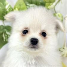 ♀︎ポメチワ:ポメラニアン×チワワ