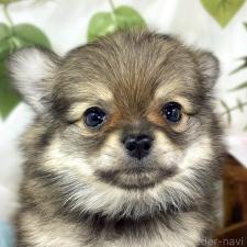 ♀︎ポメチワ:ポメラニアン×チワワ