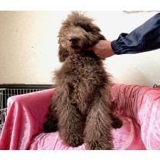 ♀︎スタンダードプードル