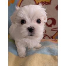 マルチーズの子犬