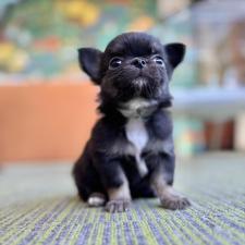 ♀︎チワワ(ロングコート)