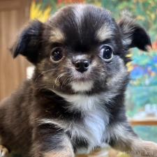 オンライン見学