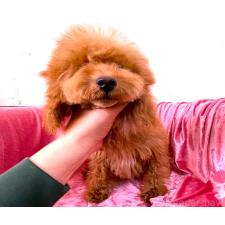 ♀︎ティーカッププードル