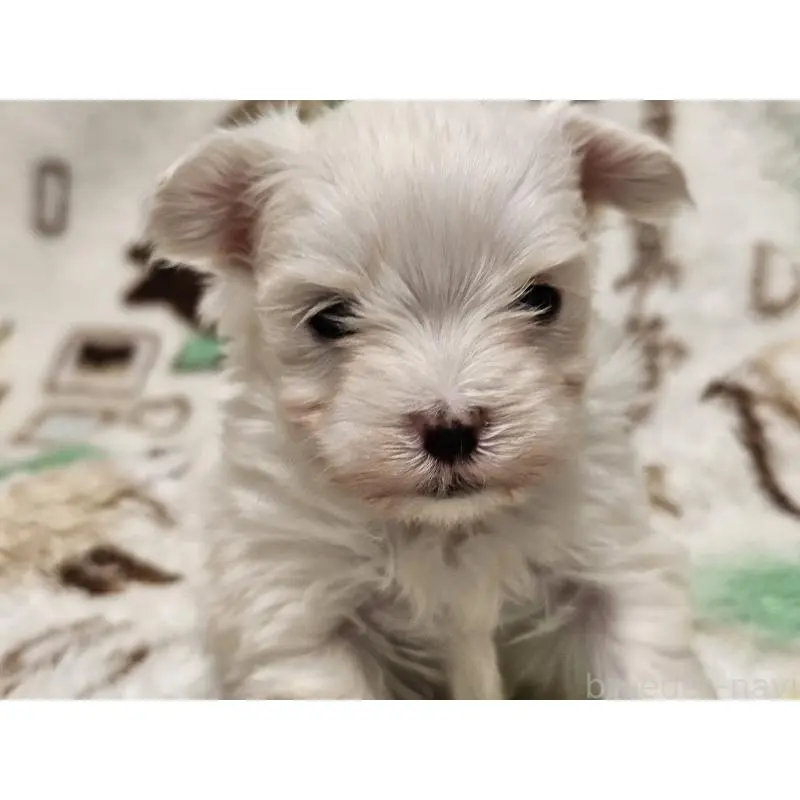 販売中の愛知県のマルチーズ-451684の9枚目